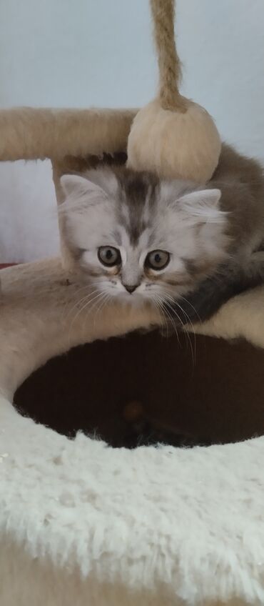 шотландский кот на вязку: Продам симпатичную Шотландскую девочку Хайленд страйд . Родители
