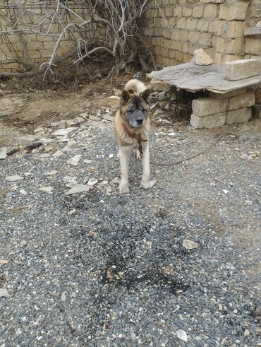 alişan'ın pişiyinin adı: Xaski, 8 ay, Erkek, Ödənişli çatdırılma