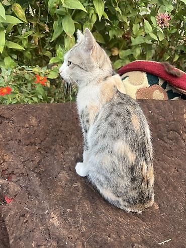 кошка арча бешик: Беспородная, 2 года, Девочка, Черепаховый, Приучена к лотку — 1