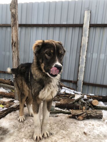 Продажа собак: Алабай, 11 месяцев, Самец, С родословной