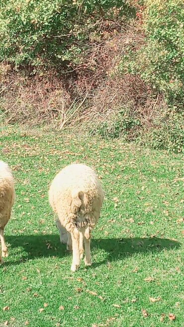 Quzu: Quzu, Erkək, ay: 7, 26 kq, Ətlik, Ünvandan götürmə — 8