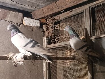 таза канду ат: Пара удышов 1500 село маевка