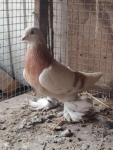 Другие с/х животные: Продам голуби🕊 срочно🆘 игра есть не болеют гарантием даю одна штука at lalafo.kg — 8 Другие с/х животные: Продам голуби🕊 срочно🆘 игра есть не болеют гарантием даю одна штука — 8