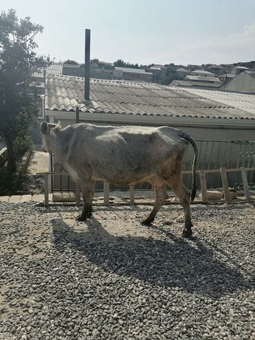 yumurtlayan toyuq cinsleri: Dişi, il: 4