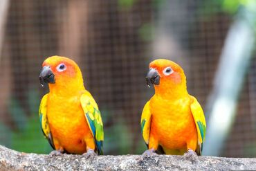 Птицы: Продается пара солнечной аратинга