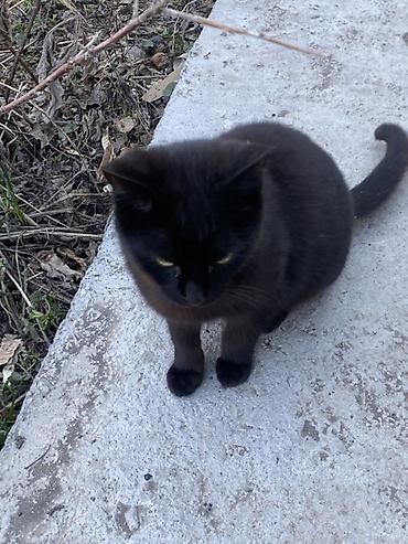 Продажа кошек: 6 месяцев, Мальчик, Черный — 15