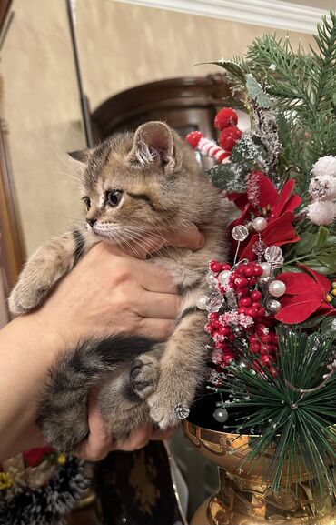 Pişiklər: Şotland — 7