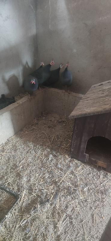 resm sekilleri: Məhsul: mir quşları (helmeted guinea fowl) Təsvir: - Şəkillərdə — 1