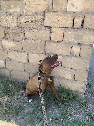 sahiblendirmə: Pitbul, 11 ay, Erkək, Ünvandan götürmə — 2