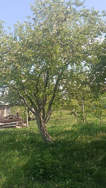 Продажа коттеджей и домов: Продается два участка. в одном есть времянка небольшая с погребом — 7