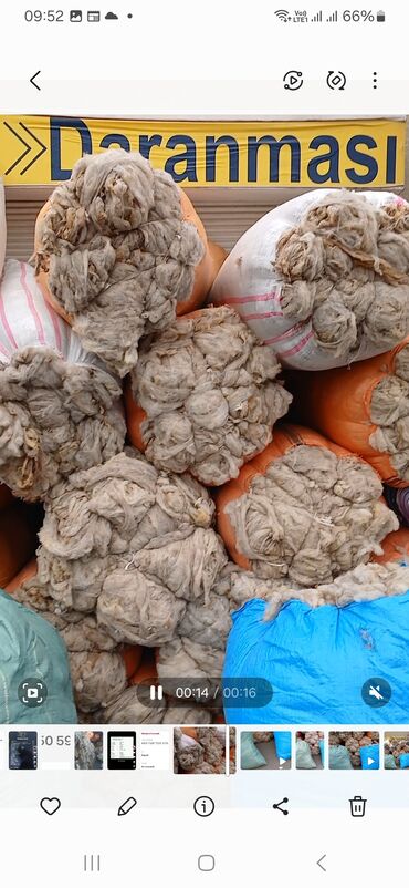 Yun: QOYUN YUNU SATILIR Şamaxı yunu — 6