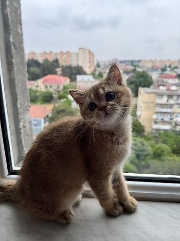 Кошки: Шиншилла, Самец, Самовывоз — 1