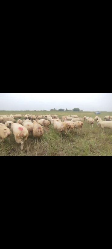 Qoyunlar, qoçlar: Dişi, il: 1, 50 kq, Damazlıq, Ünvandan götürmə — 15