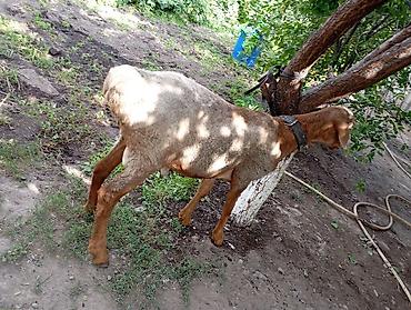 Баран, овца: Продаю | Баран (самец) — 4