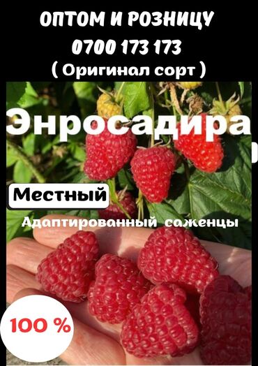 Другие виды семян и саженцев: 🌿 Эндросадира адаптированный 🌿 Местный ( оригинал) сорт 🌿 Жана