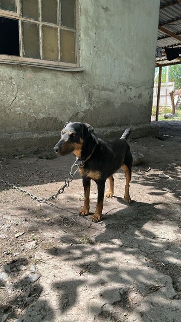 козу сатылат бишкек: Ягдтерьер, 2 жаш, Эркек, Эмделген