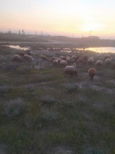 Qoyunlar, qoçlar: Qoyunlar — 8