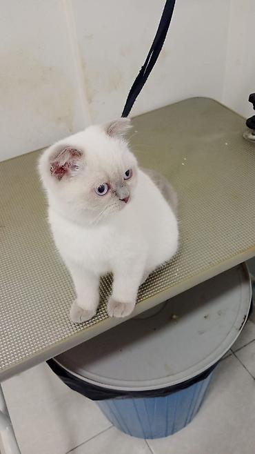 Pişiklər: Britan — 8