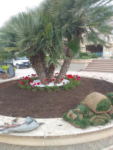 Şitillər: Qazon satışı enli yarpaq danimarka toxumuyla əkilmə qazon satışını -da lalafo.az — 23 Şitillər: Qazon satışı enli yarpaq danimarka toxumuyla əkilmə qazon satışını — 23