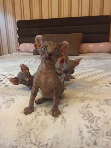 Pişiklər: Sfinks — 3