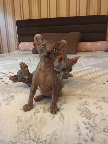 Pişiklər: Sfinks, Erkək, Dişi — 7