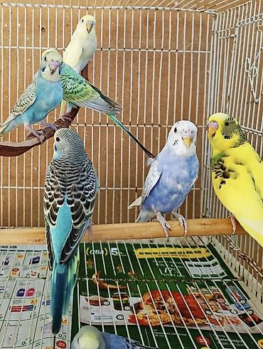 tutuquşu qiymətləri: Tam sağlam evde baxdigm quslardi.hamisini götürene 10 manatdan . Tek — 3
