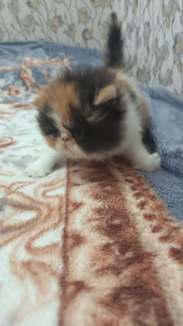 Pişiklər: Fars — 1