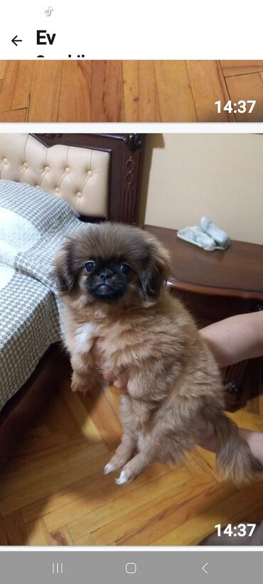 ov itler: Pekines, 4 ay, Dişi, Ünvandan götürmə