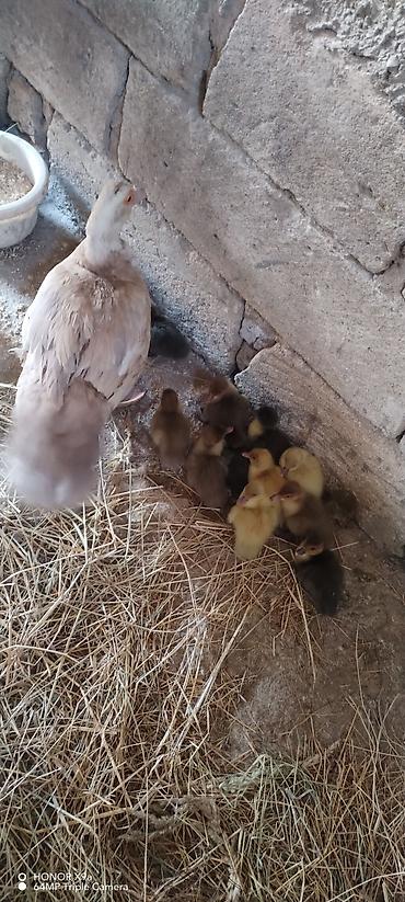 bala qoyun: Salam eleykum. Lavanda ordek ve 11 bala. Etlik cinsdir .3 gunlukdur — 3