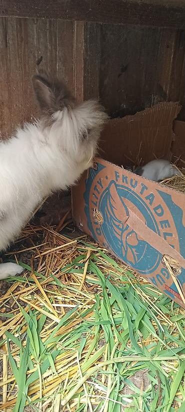 Dovşanlar: Temiz. qan. ankolka. balaları. satılır. 25 m — 9