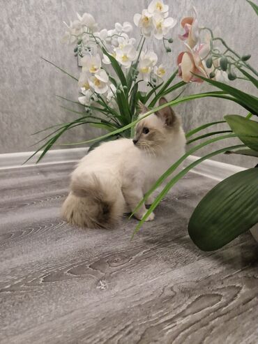 Pişiklər: Dişi, Pulsuz çatdırılma — 9