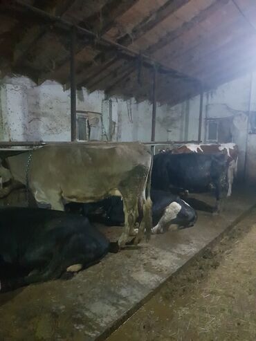 cins ineklerin satisi 2019: Dişi, il: 3, 550 kq, Südlük, Ünvandan götürmə