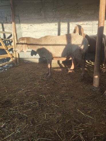 Бараны, овцы: Продаю | Баран (самец) | Эдильбаевская | Для разведения — 4