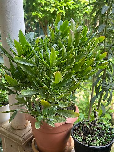 Otaq bitkiləri: Her cure guler var veregliyin baxin ancag xanimlara satiş olur Gencedi — 2