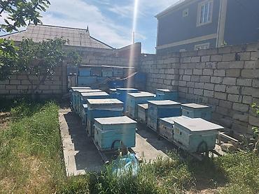 qaz şəkili: Arıçılıq üçün hazır pətək və avadanlıq dəsti - Şəkillərdə gördüyünüz — 2