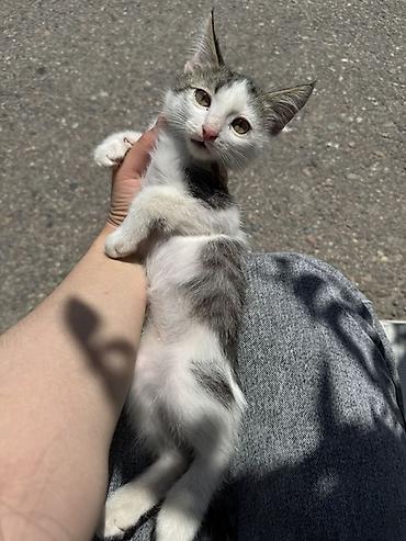котята шиншиллы: Котята – ласковые, игривые ищут 🏡 Разные окрасы: - бело-серый с — 1