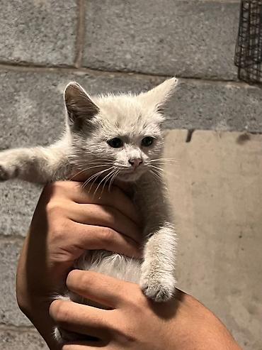 Отдам даром кошку: Кошка даром: Беспородная, 3 месяца, Девочка at lalafo.kg — 9 Отдам даром кошку: Кошка даром: Беспородная, 3 месяца, Девочка — 9