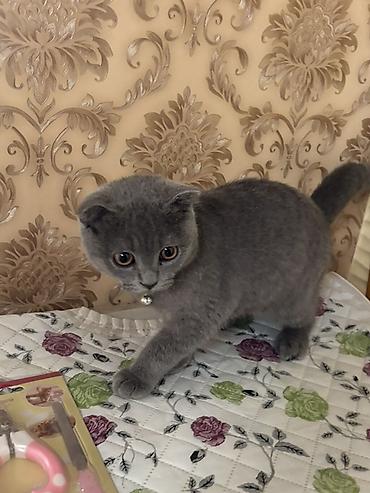 Pişiklər: Şotland yastı qulaq — 5