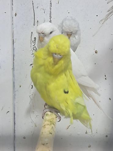 bulbul quşu satışı: Jumba balalar satılır və jumba və karella — 1