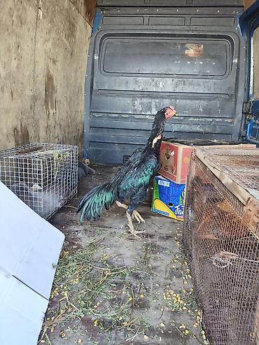 Куры, петухи: Продаю | Петух | Бойцовая, Дакан | Для боев — 5