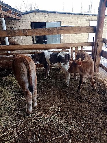 Коровы, быки: Продаю | Бык (самец) | Для разведения | Племенные — 12