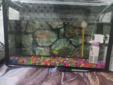 Akvariumlar: Dördbucaq akvarium, Balıqlarla birlikdə, 6 l, Ünvandan götürmə