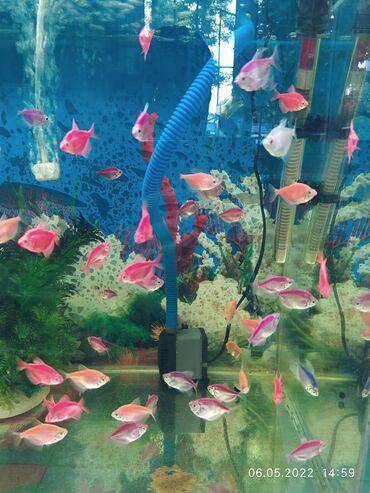 Рыбы: Рыбы — 4