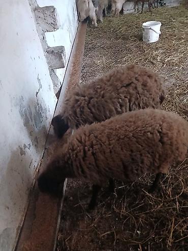 Qoyunlar, qoçlar: Iki baş qala cinsi ekizdilər 11 ayLlqdlLar qiymet birine aiddir.qoc — 2