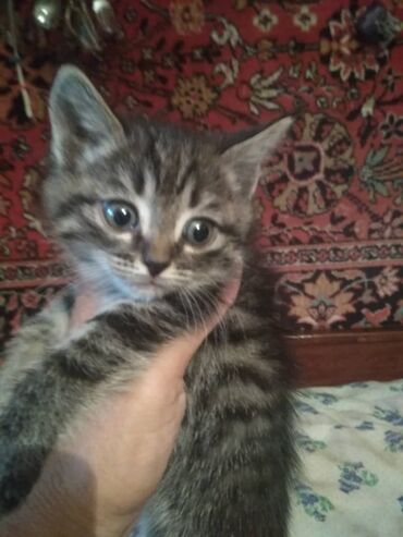 отдам кота я его боюсь: 1 месяц, Мальчик