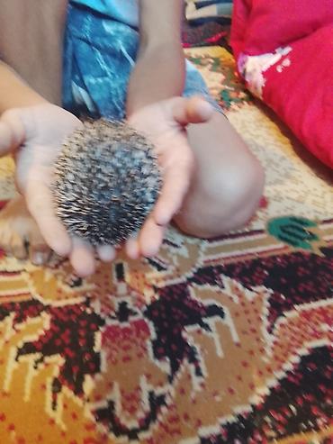 хорьки: 🦔 Продаётся декоративный ёжик Милый, ручной, ухоженный и активный — 6