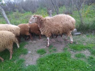 qoyun quzu nece yazilir: Qoyun sürüsü – yerli ətlik/yunlu tip - Təsvir: Şəkillərdəki sağlam