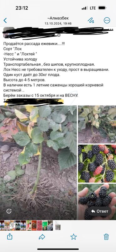 саженцы сортовой клубники: Саженцы : Ежевика, Самовывоз