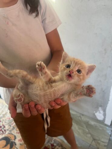 Коты: Дети принесли с улицы котенка, очень маленький, месяц наверное