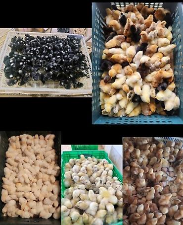 ördək balası və cücə: Toyuq cücələri, Damazlıq, Ödənişli çatdırılma — 2